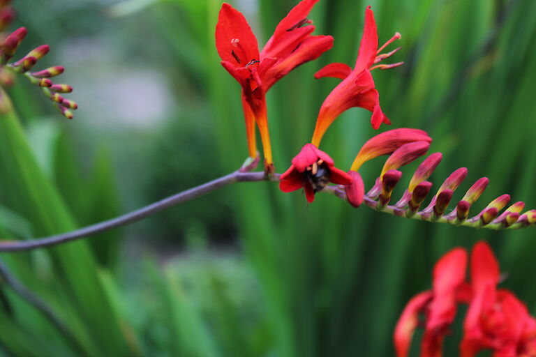 Crocosmia