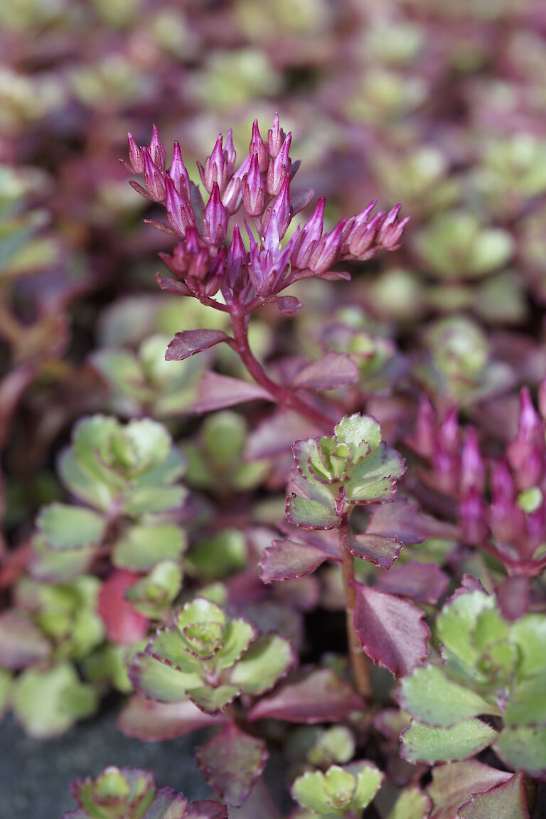 Sedum