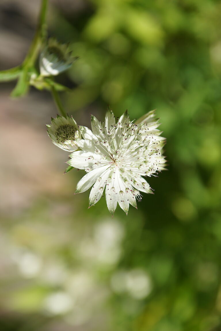 Lysimachia clethroides