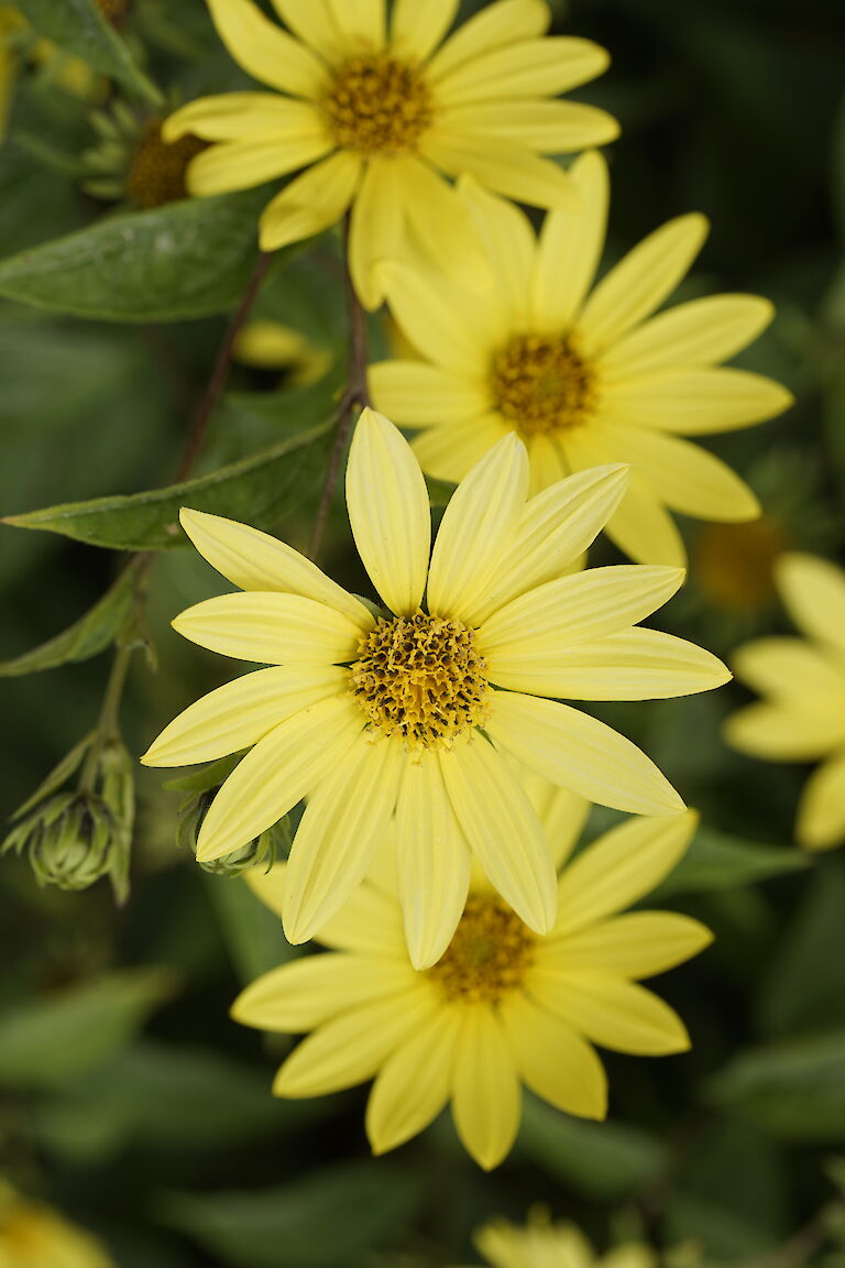 Helianthus microcephalus Lemon Queen