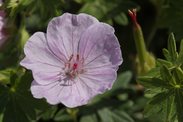 Geranium sanguineum Apfelblüte