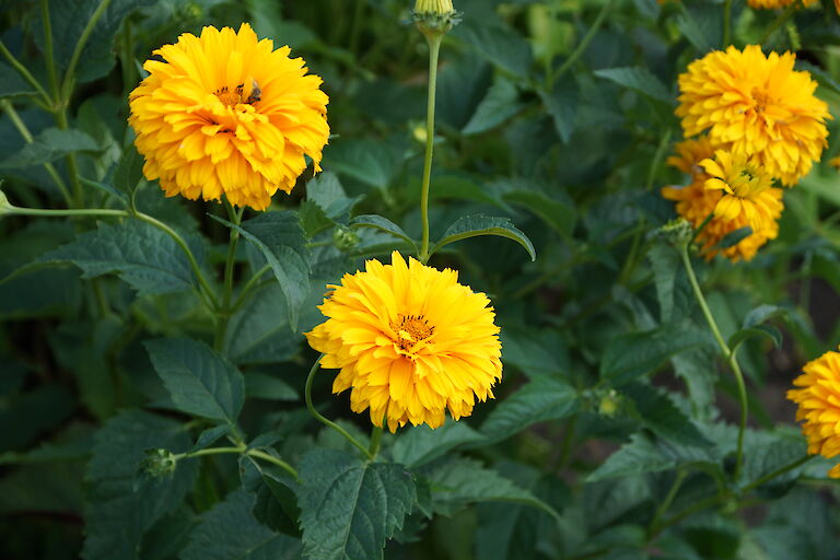 Heliopsis helianthoides 'Goldgrünherz'