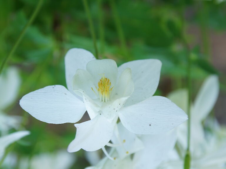 Aquilegia caerulea 'Spring Magic White'