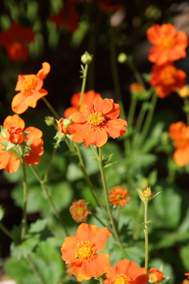 Geum orange