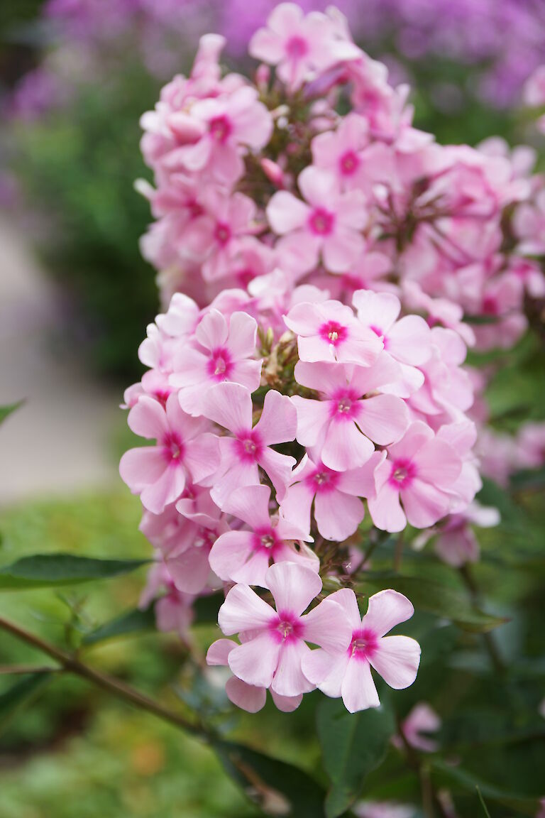 Phlox paniculata 'Landhochzeit'