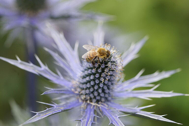 Eryngium x zabelii Big Blue Insekt