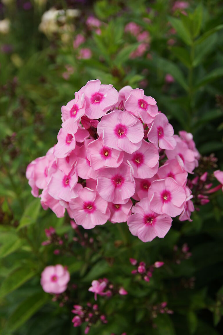 Phlox paniculata 'Herbstwalzer'