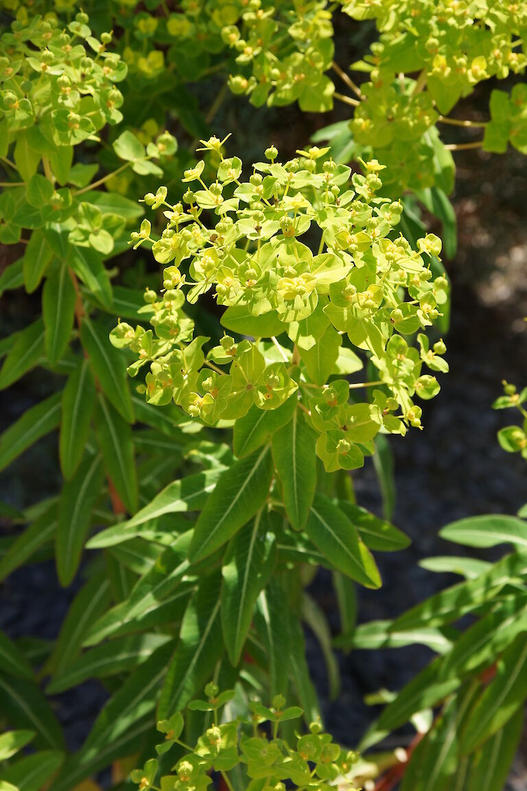 Euphorbia cornigera 'Goldener Turm'