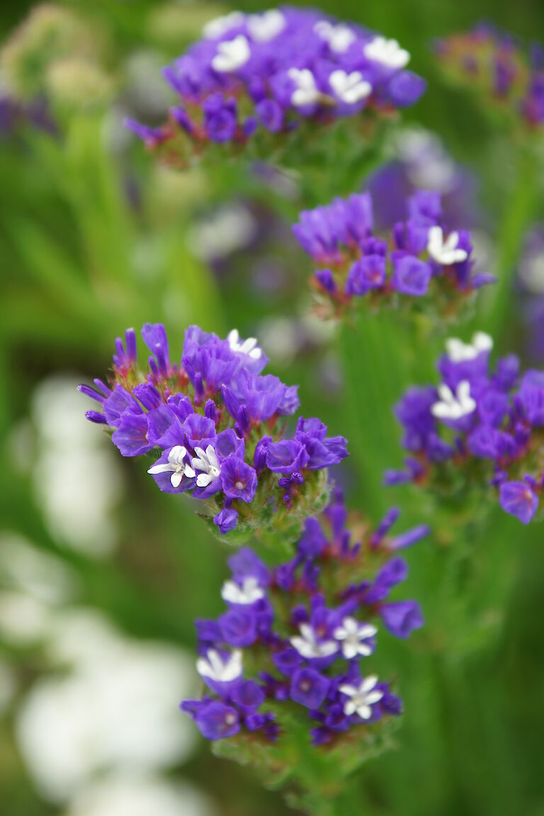 Limonium sinuatrum 'Fortress Dark Blue'