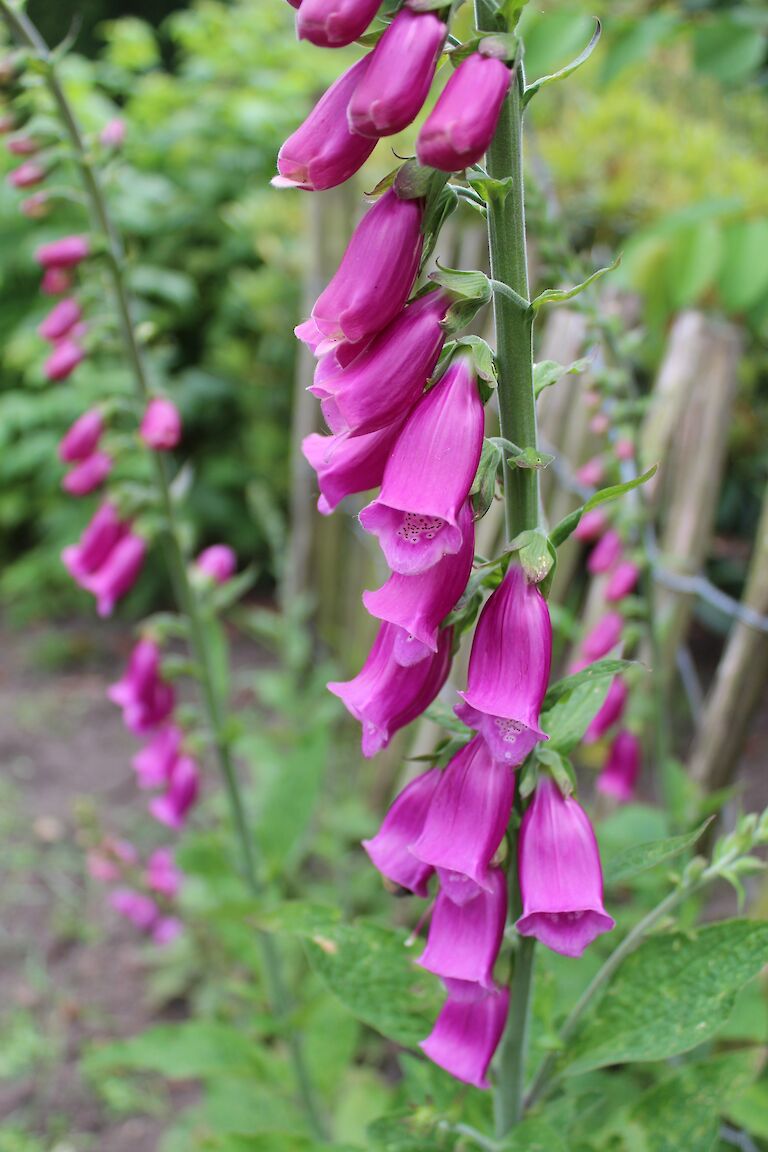 Digitalis purpurea