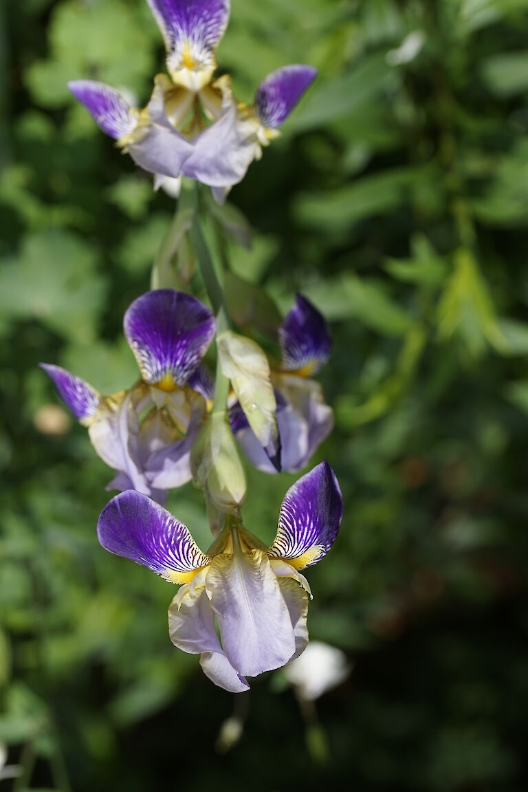 Iris versicolor