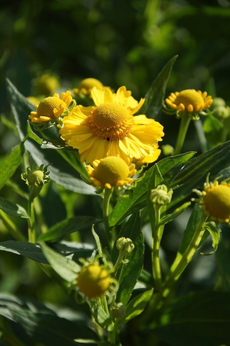 Helianthus microcephalus 'Lemon Queen'