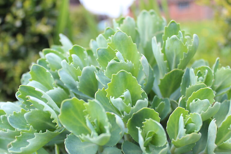 Sedum telephium 'Herbstfreude'JPG