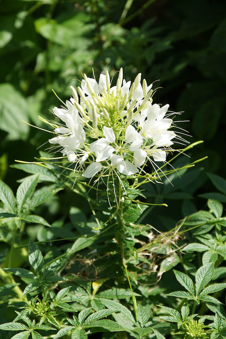 Cleome spinosa 'Sparkler White'