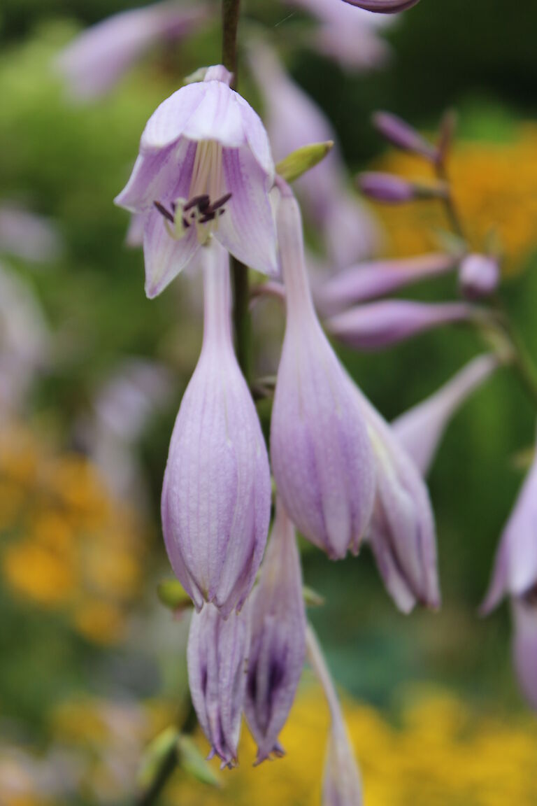 Hosta