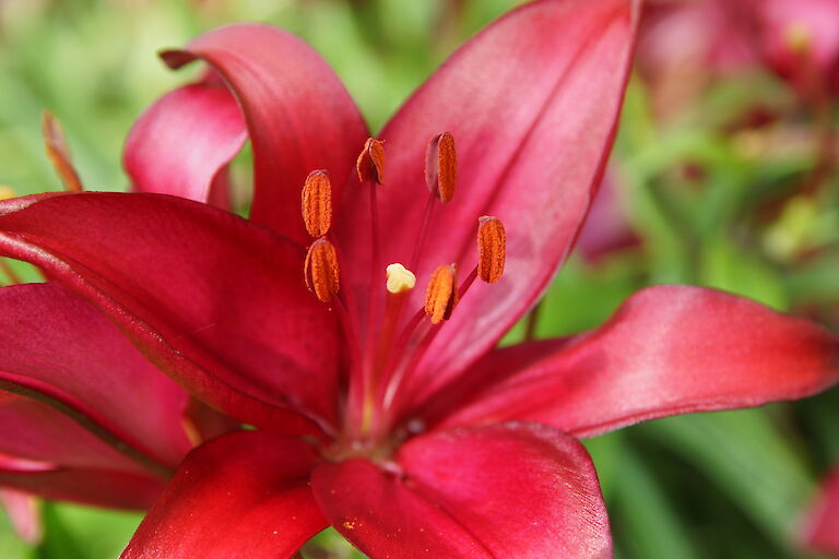 Lilium 'Sweet Lord'