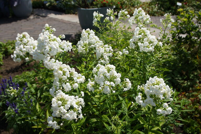 Phlox paniculata 'David'