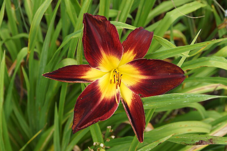 Hemerocallis 'Persian Ruby'