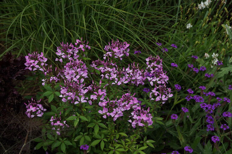 Cleome