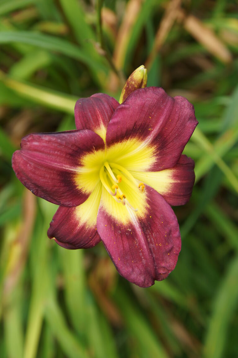 Hermerocallis 'Night Beacon'