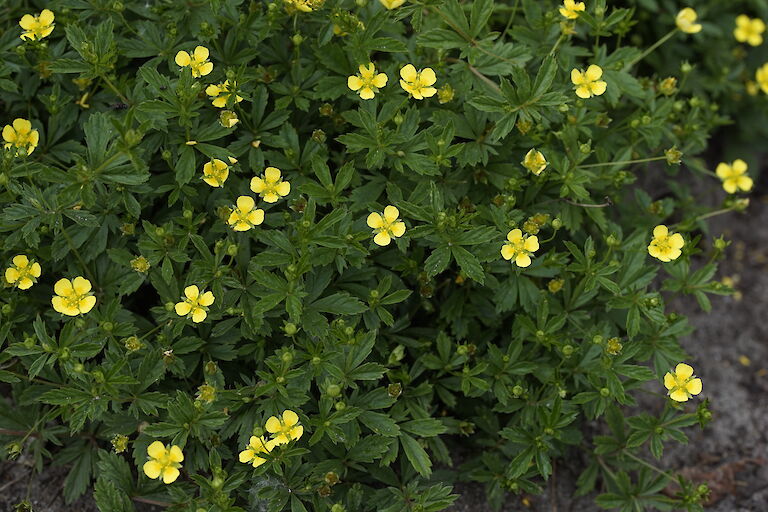 Potentilla erecta