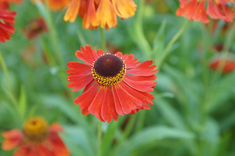 Helenium 'Moerheim Beauty'