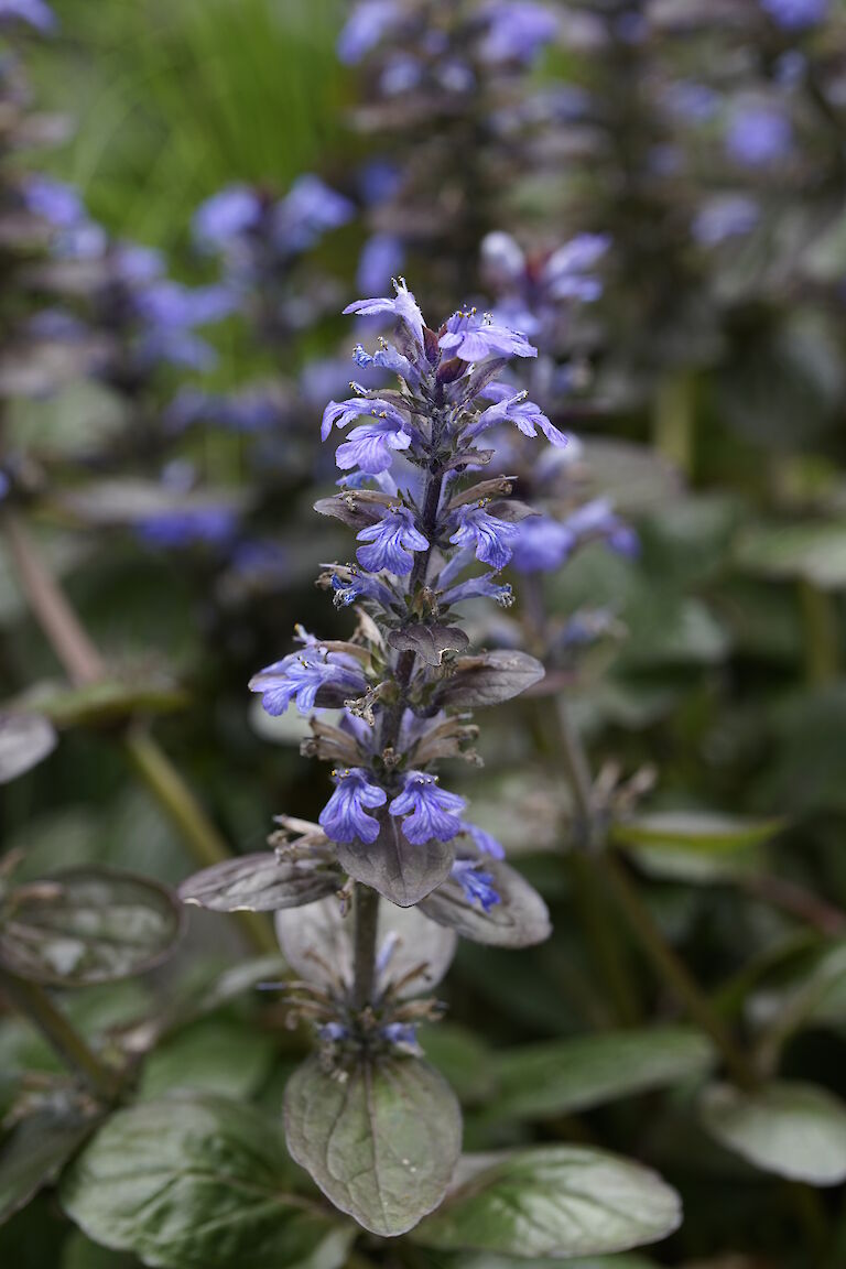 Ajuga