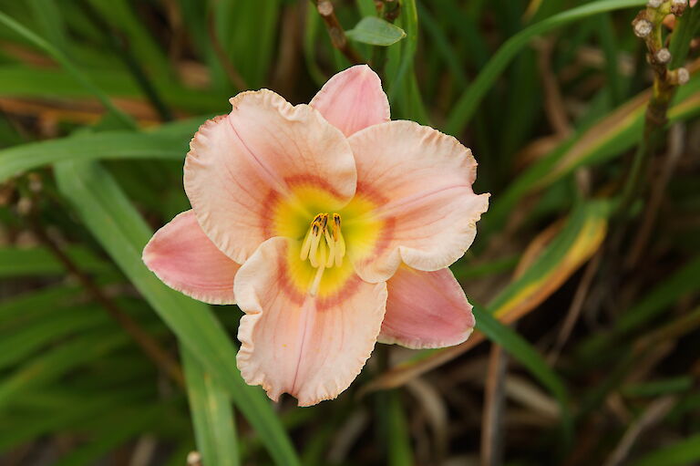 Hemerocallis 'Elegant Candy'