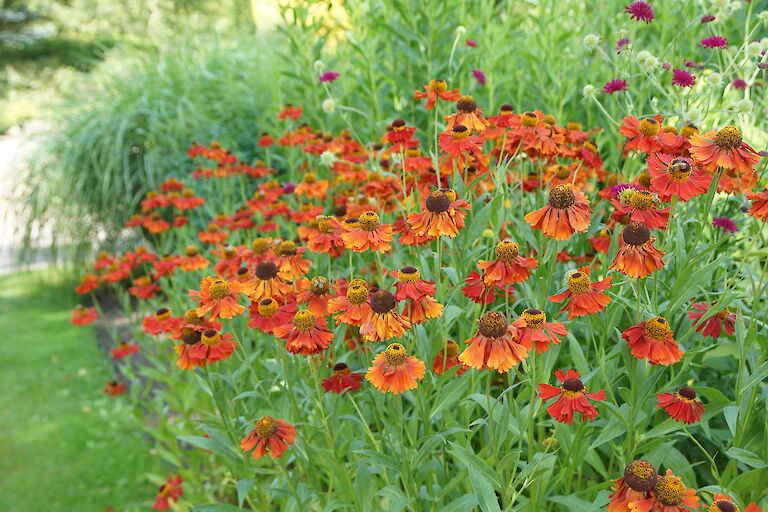 Helenium 'Moerheim Beauty'