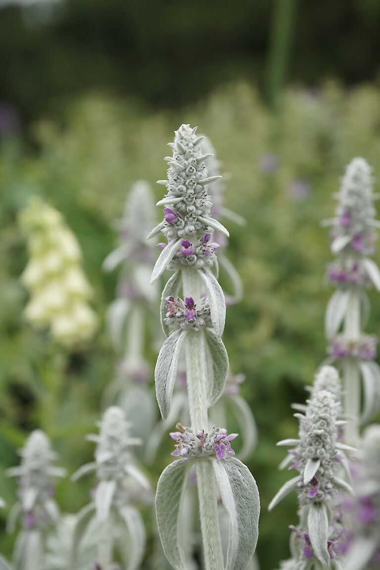 Stachys byzantina