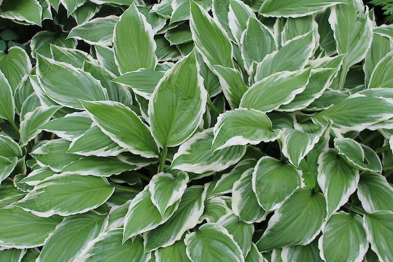 Hosta - weißbunt