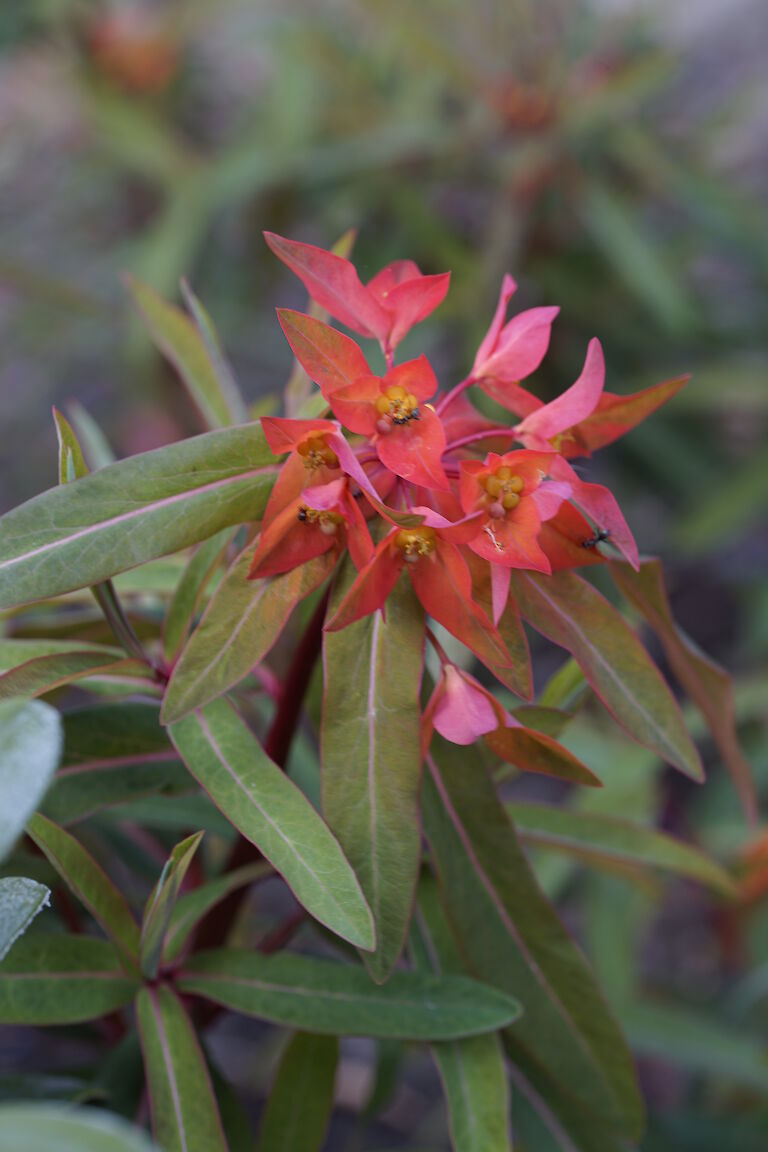 Euphorbia griffithii