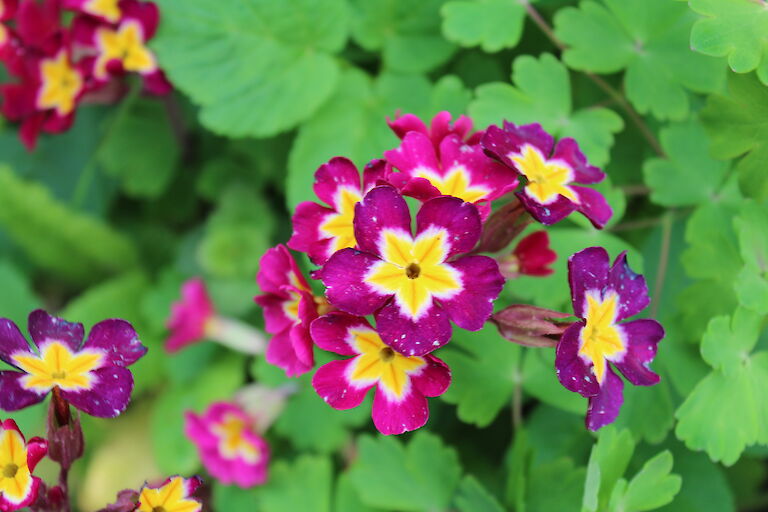 Primula