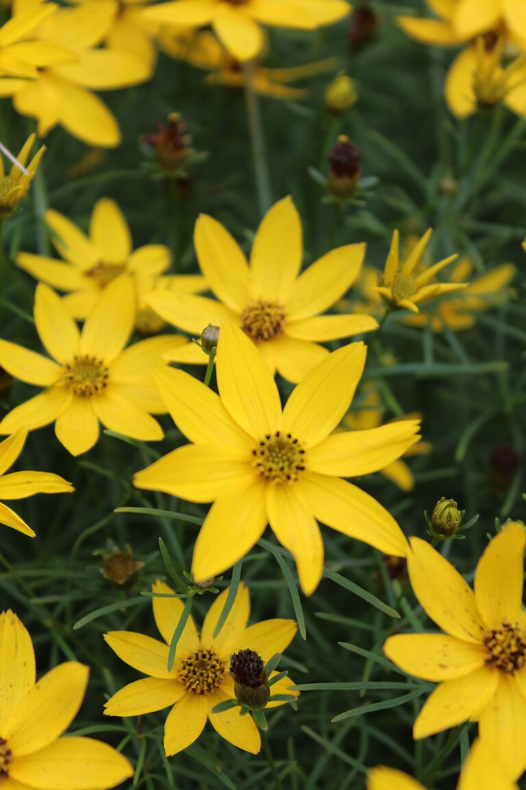 Coreopsis