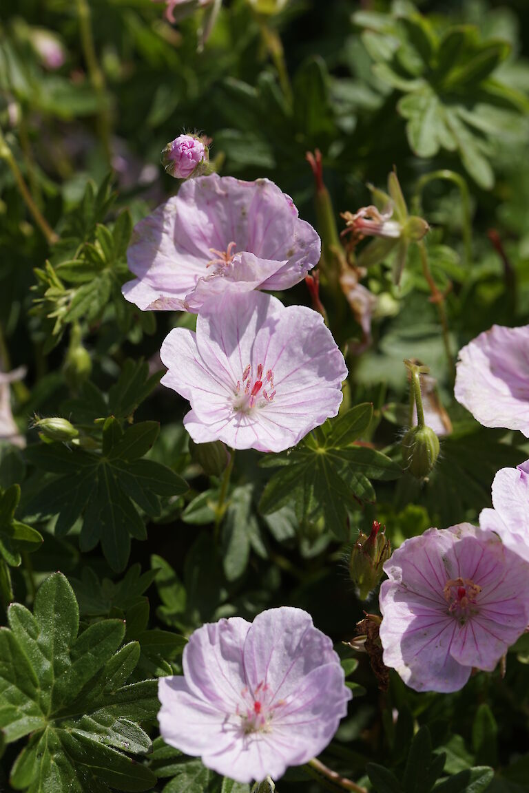 Geranium sanguineum Apfelblüte