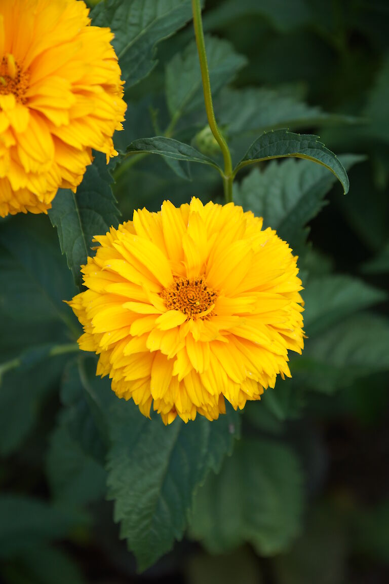 Heliopsis helianthoides 'Goldgrünherz'