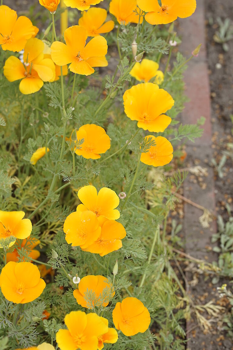 Eschscholzia californica