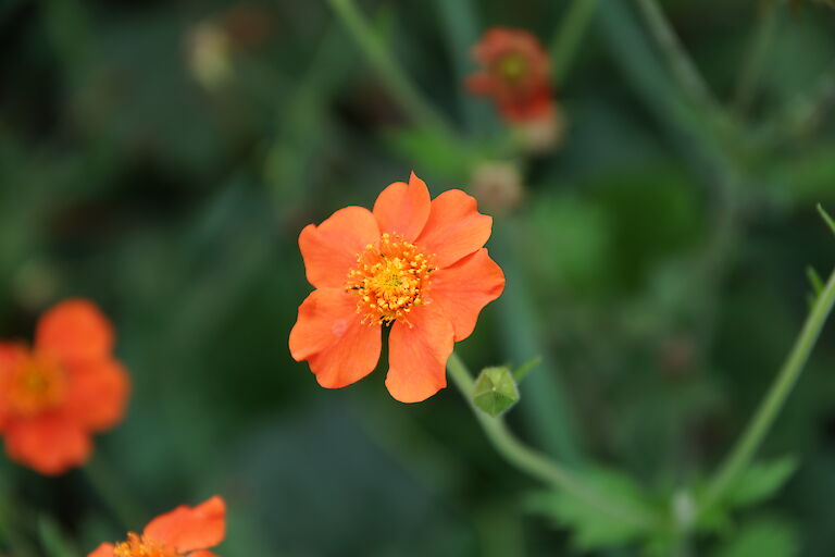 Geum