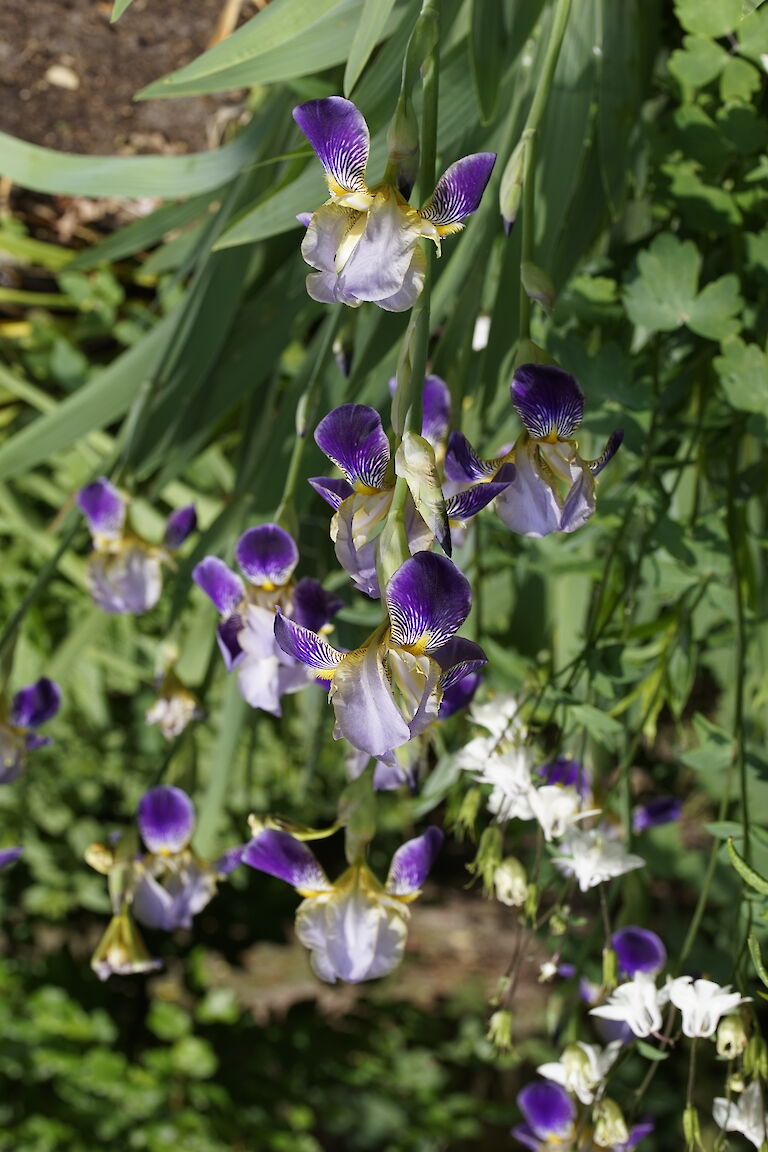 Iris versicolor