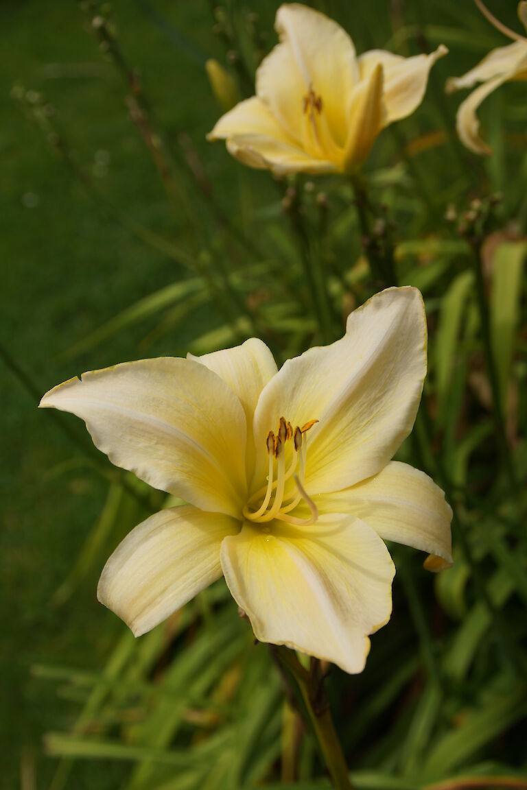 Hemerocallis