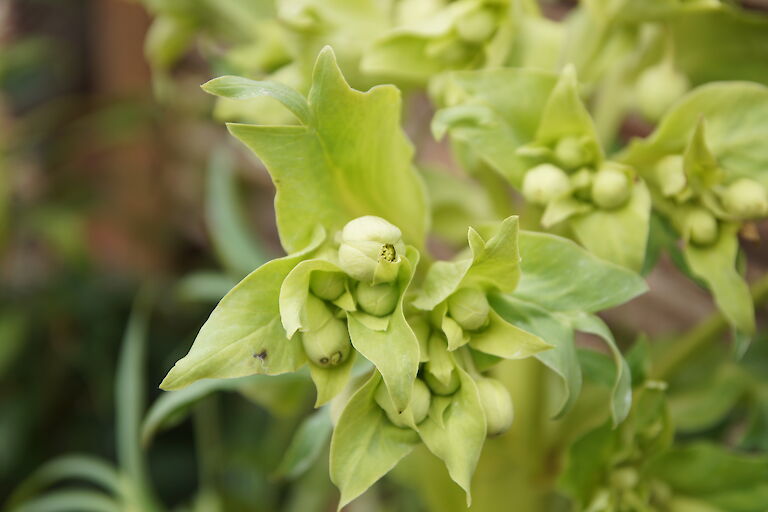 Helleborus foetidus 'Wilgenbroek'