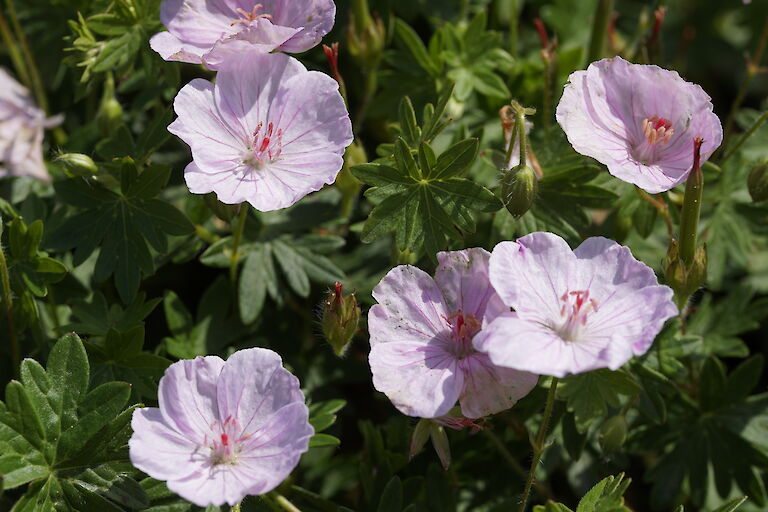 Geranium sanguineum Apfelblüte