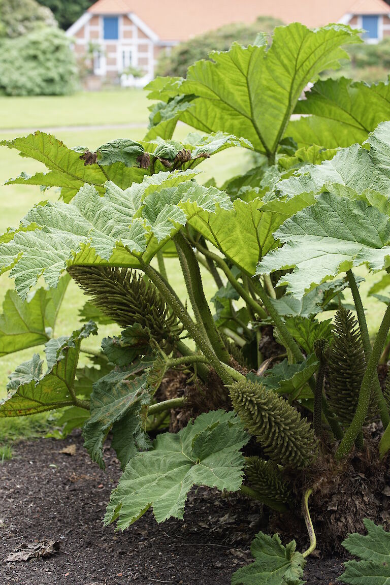 Gunnera