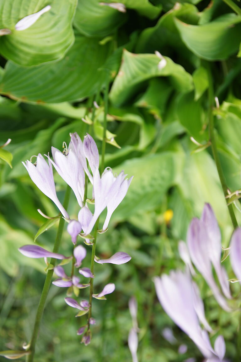 Hosta