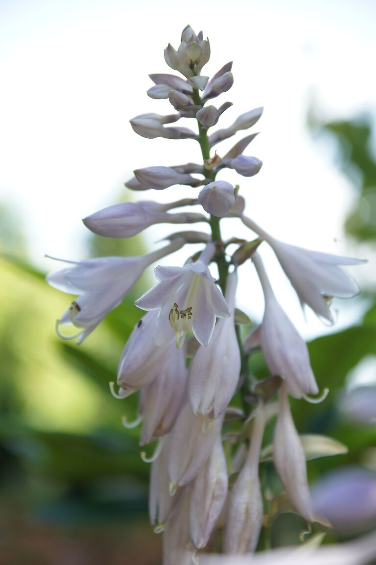 Hosta