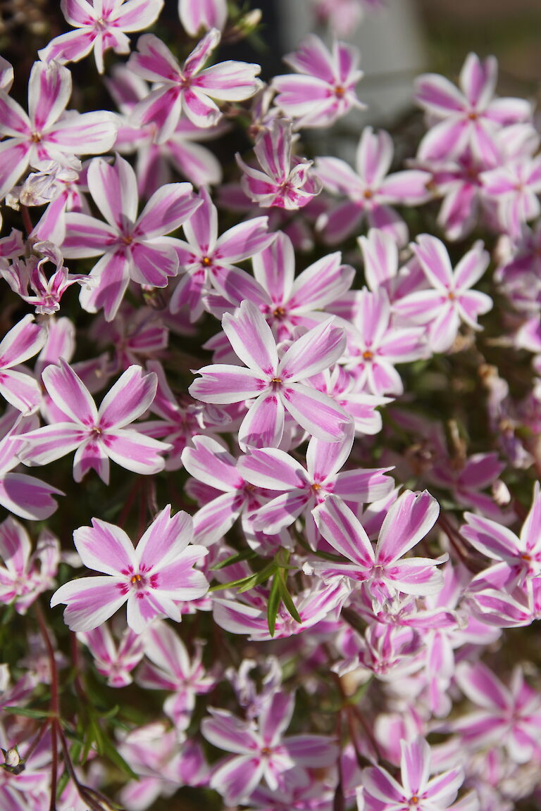 Phlox subulata 'Tamaongalei'