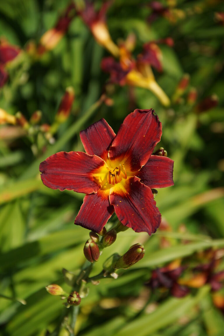 Hemerocallis