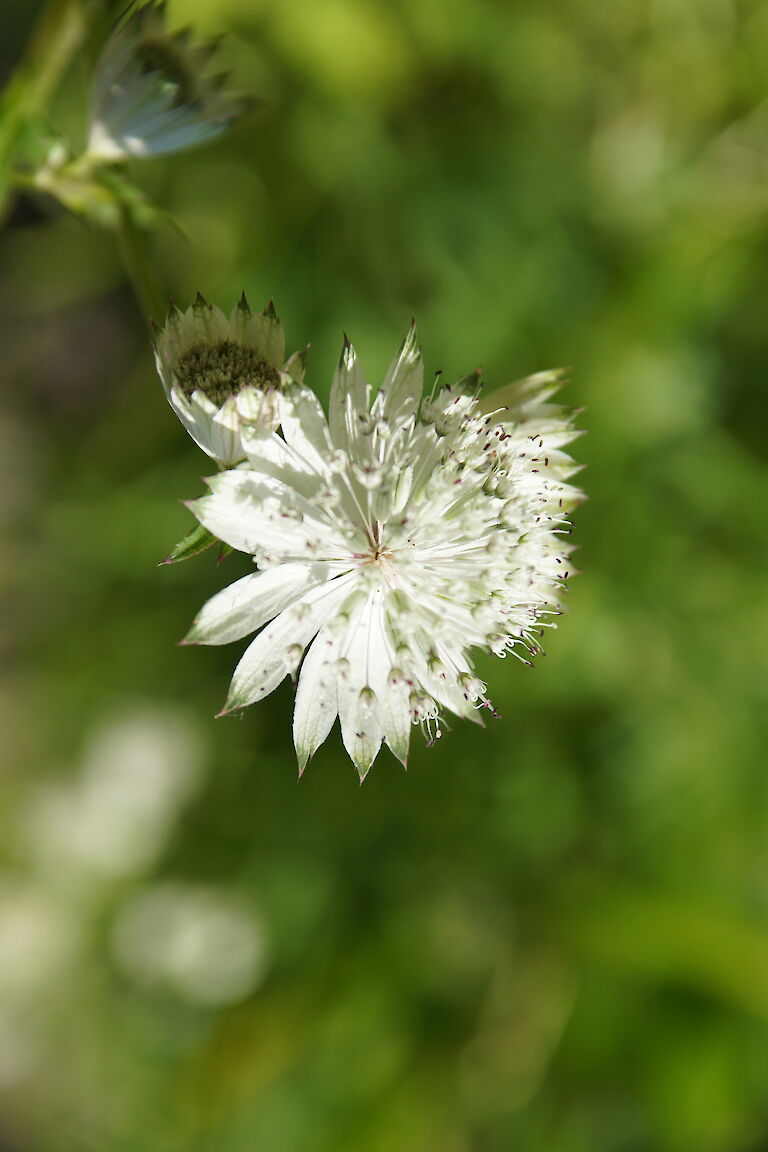 Lysimachia clethroides