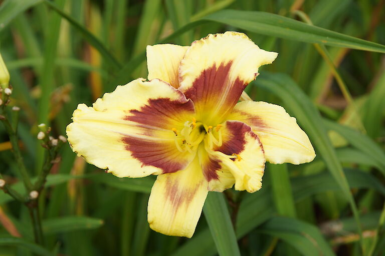 Hemerocallis 'Desparate Love'