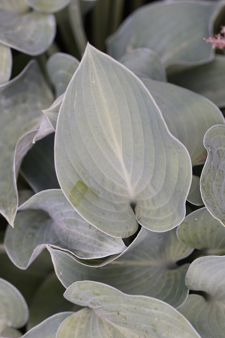 Hosta Blue Cadet